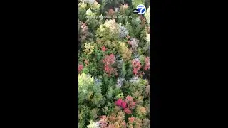 Drone footage captures vivid fall foliage in Park City, Utah
