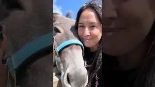 You make me happy 🐑🦙🫏🐹🐓&hearts;️ #animalshorts #sheep #alpaca #donkey #silkiechicks #volunteering 💚