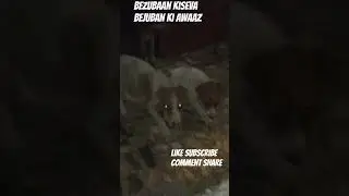 bezubaan kiSeva bejuban ki awaaz animal lover street dog animal prayagraj