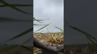 Goose Hunting in a Corn Field