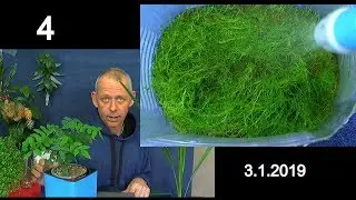 Das Sphagnum Moos im Haus. Der Moos Teppich und Sternfrucht Baum Update in der Selbstbewässerung Lec