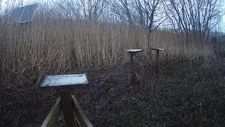 RSPB Leighton Moss Grit Trays Live Stream