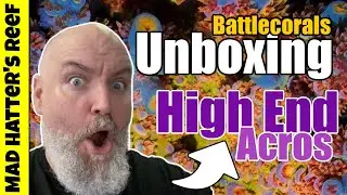 High End Acropora Corals From Battlecorals | Mad Hatter's Reef