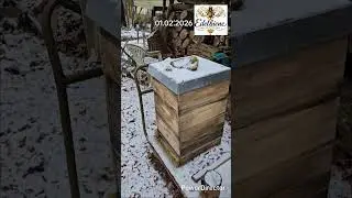 🐝 Зимовка пчёл без мифов📍 Берлин, Германия📅 01.02.2026 Как проходит зимовка.