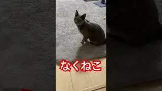#なく猫#なくねこ#啼く猫 #猫動画 #ショート #meowingcat #short #shorts