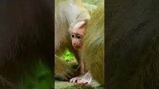 This is Mom Luna's monkey tradition. poor baby monkey Luno cr~