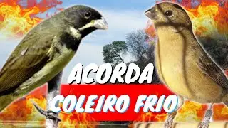 CANTO DO COLEIRO TU&Iacute; TU&Iacute; PRERFEITO COM F&Ecirc;MEA CHAMANDO PARA ESQUENTAR COLEIRO TU&Iacute; TU&Iacute;