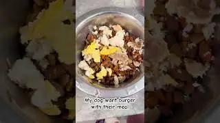 Dog eating burger with their meal