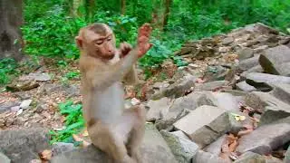 Good, Lovely King monkey Rojo is taking care of monkey Ashley, Rojo really respects monkey Ashley🥰