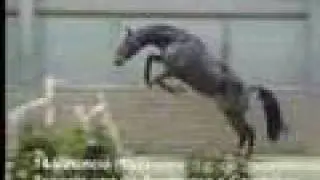 free jumping horse