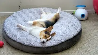 WORKING HARD FOR MY CORGI - Life After College: Ep. 407