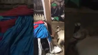गुरु आन्त्रे बोम्बो बोम्जन 🙏❤️२०८०/ माघ  १६ गते बिहान 🙏🙏🙏🙏🙏🙏🙏 कुल पुजा