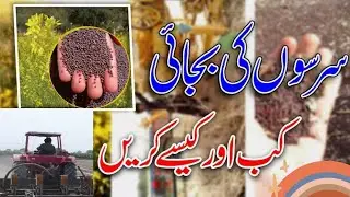 Cultivation of Mustard crop |l sarson kikasht 30 se 40 mun pr Acar