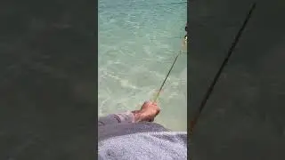 100ft Net makes light work of beach #fishing #bermuda #fish #viral #huge #fyp #omg