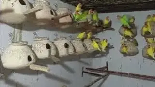 Big Birds Breeding setup. After some time upload new video. Malik Birds sargodha/Khan Birds Sargodha