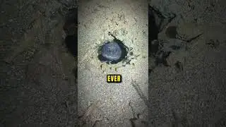 They Couldn&rsquo;t Believe This Fish Was Real...