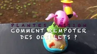 Rempotage des oeillets Comment rempoter des oeillets ? / How to plant Pink Kisses ?