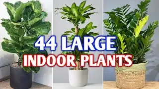 44 Large Indoor Plants for Home | Indoor Large & Tall Houseplants | Plant and Planting
