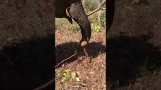 Elephant eats the root of the tree