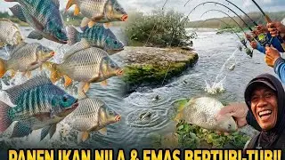 Panen ikan nila, bagaikan mancing di tambak 