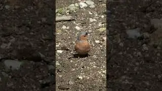 Beautiful Male Common Chaffinch #chaffinch #ytshorts #shorts