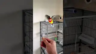 Rosella parrot fully tamed