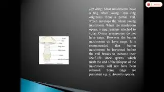General morphology of mushroom