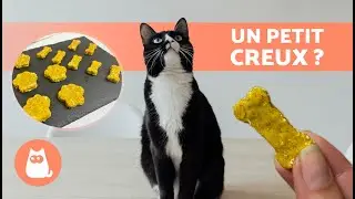 RECETTE de BISCUITS AU POULET pour CHATS 🍗🐱 | Friandises et SNACKS pour CHAT