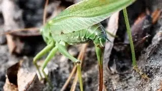 Great Green Bush Cricket/Locust lays Eggs with its big long Tail/Sting (gr&uuml;ne Heuschrecke/Heupferd)