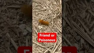 Yellow Woolly Bear Caterpillar Fun Facts 🐛 | Fall Spotting & Hibernation