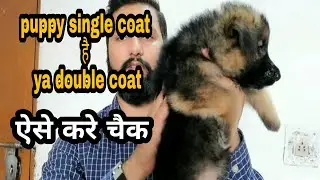 Kya aapka puppy single coat h ya double coat? Aise jaane.