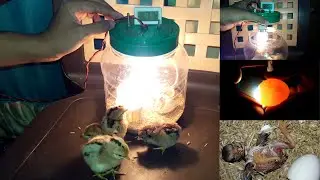 DIY Mini Egg Incubator | Homemade Small Egg Incubator For Chicken Eggs | Chicks Hatched