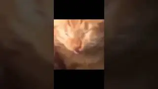 ANIMAL VIDEOS TO CURE YOUR DEPRESSION Shorts 1