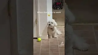 Bichon puppy&rsquo;s reaction to dad going to work #bichon #fyp