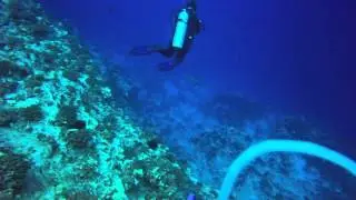 Molokini Crater scuba dive with white tip reef shark