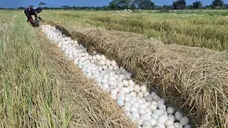 wow wow unique! pick a lot of duck eggs on the straw at dry field by hand a female farmer