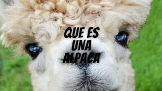 Que es una Alpaca