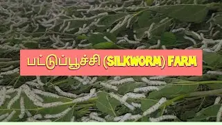 பட்டுப்பூச்சி (Silkworm) farm 