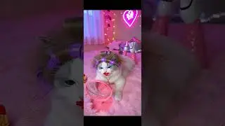 beautiful cat 😂