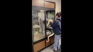 Our Red Tail Boa Gets A New Home! #shorts #snakevideo #snakes