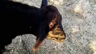 Farm Life: Cleaning the Hay Rolls & Spider on My Lock 018