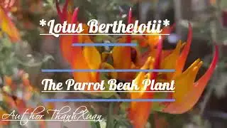 *Lotus Berthelotii* Parrot Beak Plant: Characteristics and Care #garden #nature #health