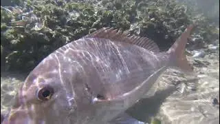 90mile Beach Bluff fishing