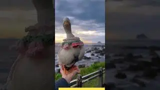 Pretty Duck Enjoying the View 🪿❤️ #shorts #duck #cuteduck #viralvideo #duckling