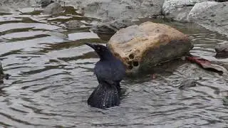 Clarinero coligrande, Quiscalus mexicanus, Great tailed Grackle (macho)