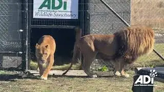 Rescued circus lions take first steps in Africa