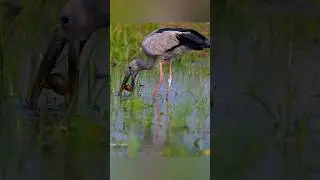 Asian Open-billed Stork with a Snail !