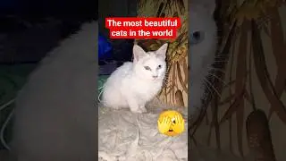 The most beautiful cats in the world #catlove #kitten #cats #cat #catlife #cute #animals #catshorts