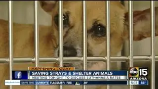 County animal shelter aggressively working to cut euthanasia rate