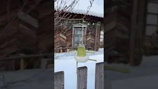 Лягушка балерина из ваты. Игрушка 🐸 